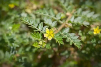 flower-of-tribulus-terrestris-plant